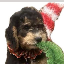 Bernedoodles from Kings Bernedoodles