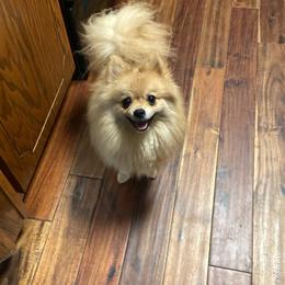 Creamy - Pomeranian