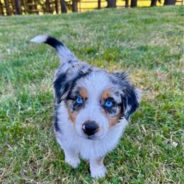 Blue - Blue merle female Australian Shepherd puppy in St. Paul, Oregon from Raybell Ridge Farm