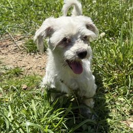 Dolly - White female Maltese puppy in Robbinsville, North Carolina from Robins K9 companions