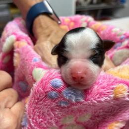 Willie - Black tan and white male Biewer Terrier puppy in Osteen, Florida from Moonshadow Biewer Terriers