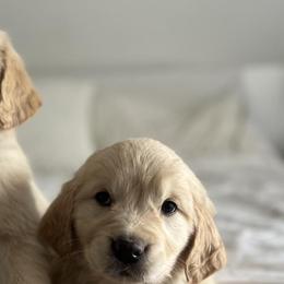 Golden Retrievers from Columbia Ridge Goldens