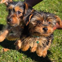 Lady Orange and Boy Blue - Black and gold female Yorkshire Terrier puppy in Lebanon, Ohio from Teacup Yorkies for Adoption Near Lebanon Ohio LLC