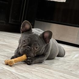 French Bulldog puppies from Dejah Bleu Bulldogs