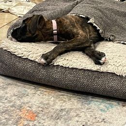 Boxer Puppies from Winchester Boxers