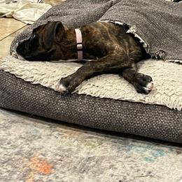 Boxer Puppies from Winchester Boxers