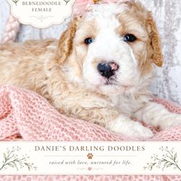 Fabuloso - Red female Bernedoodle puppy in Otisville, Michigan from Danie’s Darling Doodles LLC