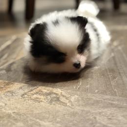 Spot - Black and tan parti male Pomeranian puppy in Snohomish County, Washington from Heartlove Poms