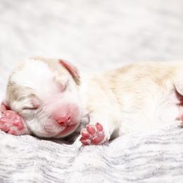 Ghost - Red male Bernedoodle puppy in Glendale, Arizona from Arizona Bernedoodles