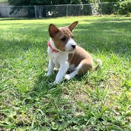Basenji Puppies from Blue Diamond Basenjis
