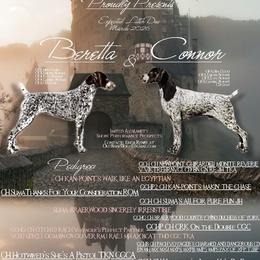 Male Show Sporting Home - Liver roan male German Shorthaired Pointer puppy in Kentucky from OutBark Dogs & Kennels
