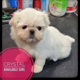 Crystal - White female Shih Tzu puppy in Orient, Ohio from Forever Friends Shih-Tzu