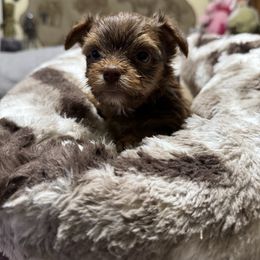 Truffles - Liver male Yorkshire Terrier puppy in Chicago, Illinois from Cuddly Cutts Pets