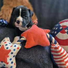 Ham - Black female American Staffordshire Terrier puppy in Toledo, Ohio from Marketabulls N Staffs