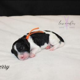 Huckleberry - Black and white male Cockapoo puppy in Mancelona, Michigan from Lavender poodles & doodles