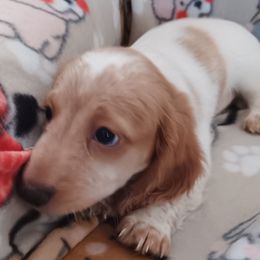 Boy 2 - Dachshund puppy from Forever Doxie