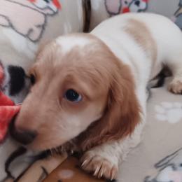 Boy 2 - Dachshund puppy from Forever Doxie