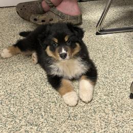 Australian Shepherd Puppies from Lovable Little Aussies