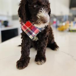 Bernedoodle and Goldendoodle Puppies from Mountain Doodles