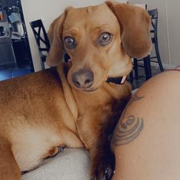 Daisy - Dachshund