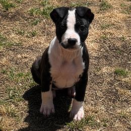 Half Stache - Black brindle female American Staffordshire Terrier puppy in Lizella, Georgia from Àine Amstaffs