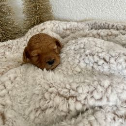 Nugget - Apricot male Cavapoo puppy in Tucson, Arizona from Indie Boo’s mini Cavapoos