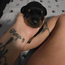 Rottweiler Puppies from Rottbies