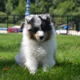 Shetland Sheepdog Puppies from Allison Gilbert