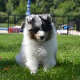 Shetland Sheepdog Puppies from Allison Gilbert