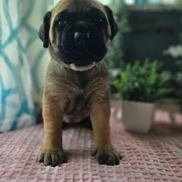 Ducky - Fawn female Mastiff puppy in Linton, Indiana from Riggins Mastiffs and Danes