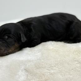 Phantom boy 2 - Phantom male Bernedoodle puppy in Montverde, Florida from Central Florida Bernedoodles