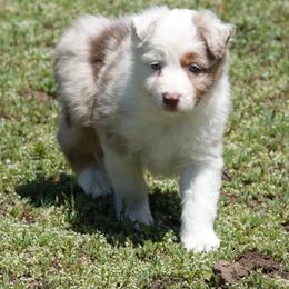 Red Merle Boy - Red merle male Australian Shepherd puppy in Chino Valley, Arizona from Cu2 Aussies