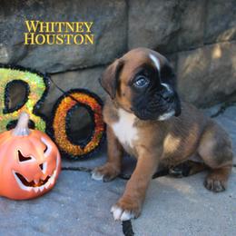 Boxer Puppies from Music City Boxers