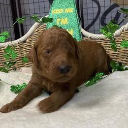 Lilac - Chocolate female Goldendoodle puppy in Clermont, Florida from Da Ruba Doodles