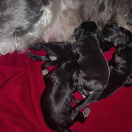 Guardian female - Salt and pepper female Miniature Schnauzer puppy in Atascadero, California from Zion Miniature Schnauzers