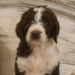 Goldendoodles and Golden Retrievers from 07 Seven Oaks Goldens and Doodles