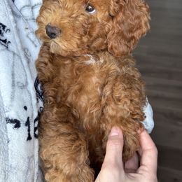 Ruffle - Red  male Goldendoodle puppy in Tacoma, Washington from With Love Golden Doodles