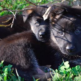 German Shepherd Puppies from Trick Dog & Farm Dog Certified & Urban Canine Good Citizen
