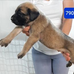 AKC PUP 790 - Fawn male Mastiff puppy in Ava, Missouri from Ozark Mountain Mastiffs