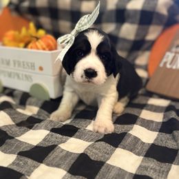 Wilma T. Wildcat - Black white and tan female English Springer Spaniel puppy in Cookeville, Tennessee from Krossroads Kennel