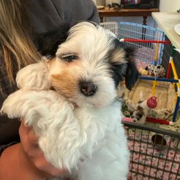 Girl 1 - Fawn sable female Havanese puppy in Deer Island, Oregon from Andorra