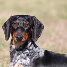 Maybelle - Piebald female Dachshund puppy in Red Bud, Illinois from Midwest Miniature Dachshunds