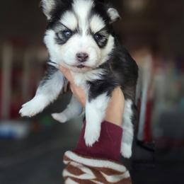 Fayette - Black and white female Pomsky puppy in Mc Callsburg, Iowa from SZ Rolling Acres LLC