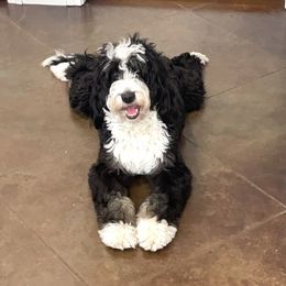 Molly - Bernedoodle