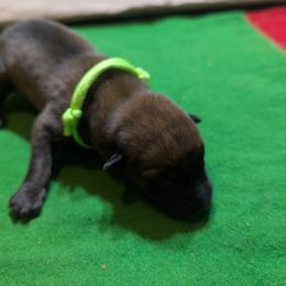 Green male - Mahogany male Belgian Malinois puppy in Paynes Corner, Virginia from Von-Zito Belgian Malinois