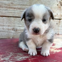 Betsy - Blue merle and white female American Corgi puppy in Preston, Idaho from KC Bar