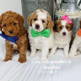 Bernedoodle and Goldendoodle Puppies from Cottrell’s Poodles & Doodles