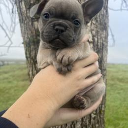 Marigold - Fawn female French Bulldog puppy in Anderson, California from Wooftown Kennels