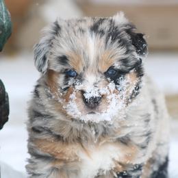 Rodeo - Blue merle female Australian Shepherd puppy in Smicksburg, Pennsylvania from Zaneca Aussies