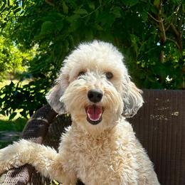 Clementine - Sable female Bernedoodle puppy in Queen Creek, Arizona from Dulcito Doodles